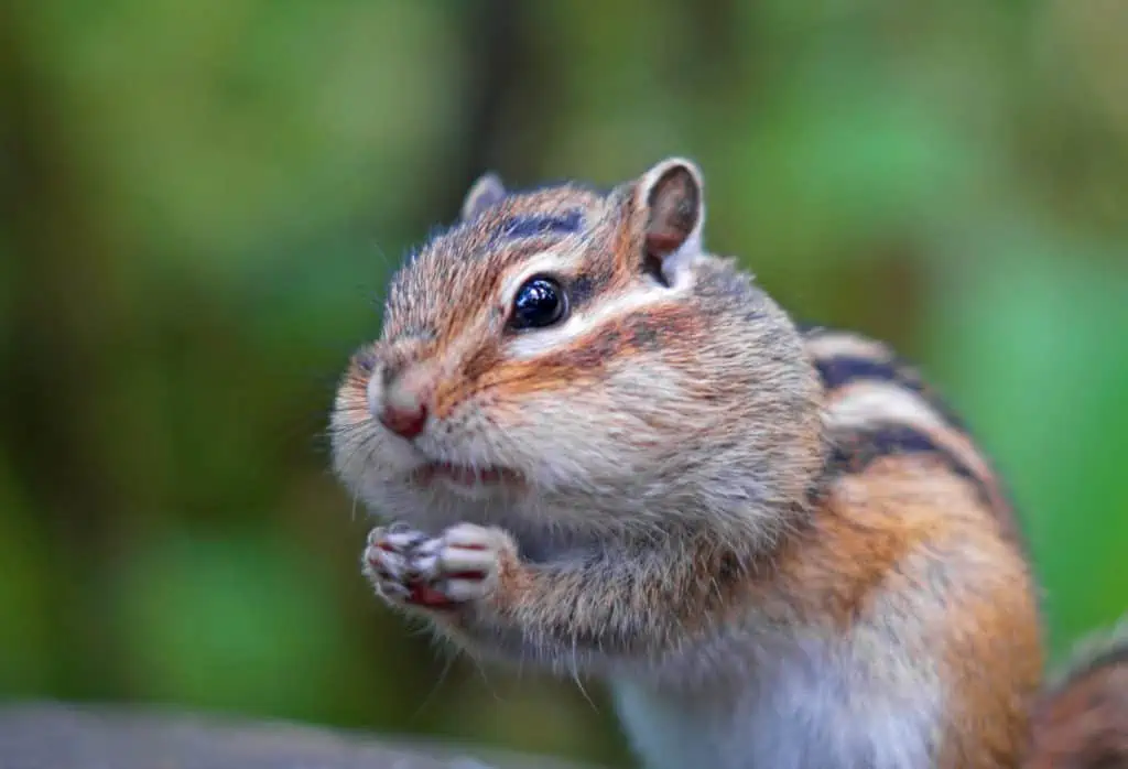 do chipmunks travel in packs