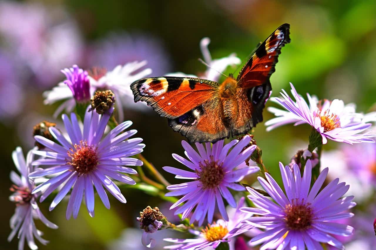 Types of Butterflies Assorted Through Colors 