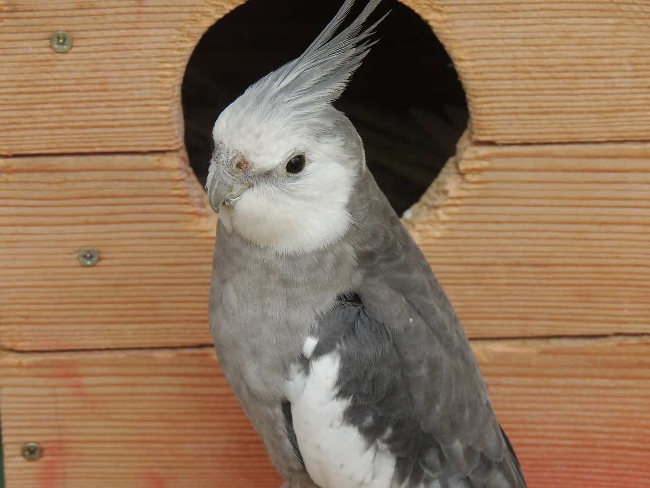 40 Cockatiel Facts Sing Along With These Adorable Birds 