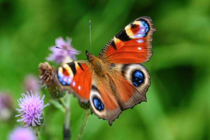 Types of Butterflies Assorted Through Colors 