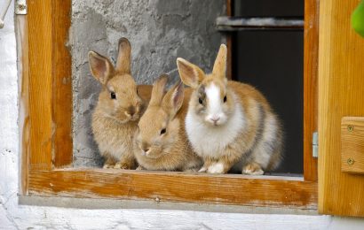 60 Rabbit Facts That Will Surely Get You Hopping 