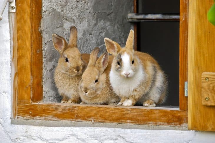 Floppy eared bunnies look cute but they suffer more health