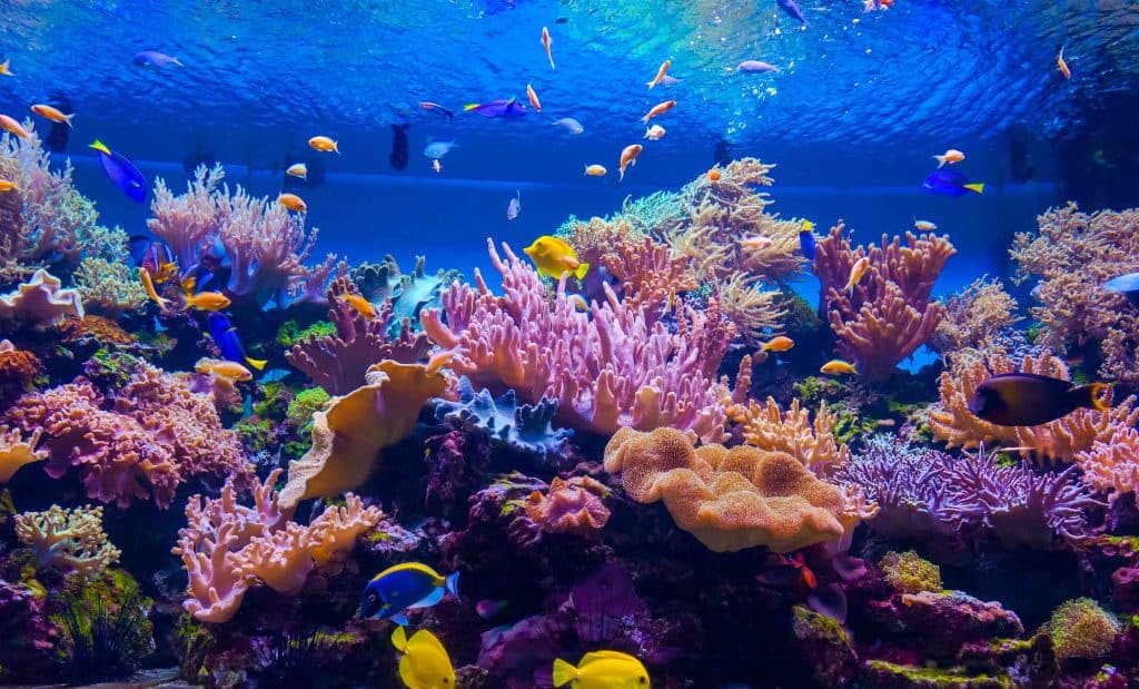 Dive Deep Into 50 Amazing Coral Reef Facts Facts Net   Tropical Fish On A Coral Reef  1024x619 