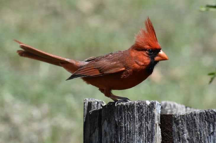 30 Best Cardinal Bird Facts That Make You Sing - Facts.net