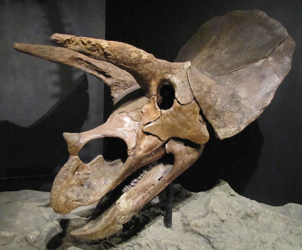 triceratops, skull, dinosaur