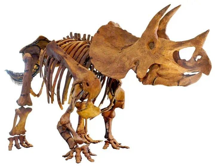 triceratops dinosaur coloring page