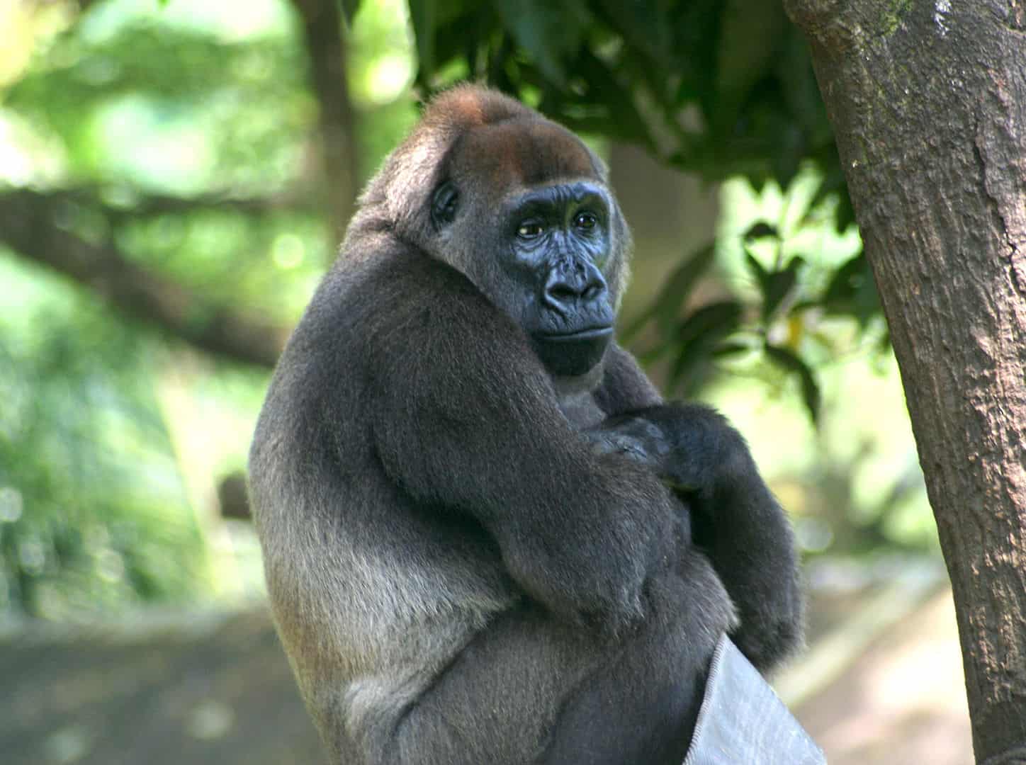Gorilla Facts, Cross River Gorilla