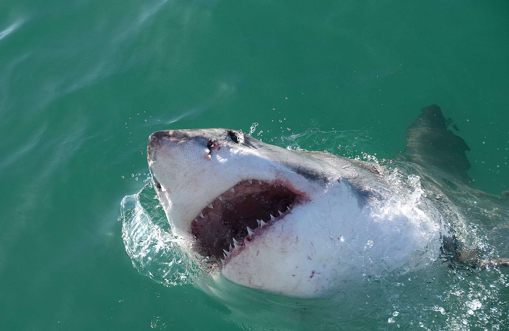 Shark! Hunting the Great White - Carnivores Wiki