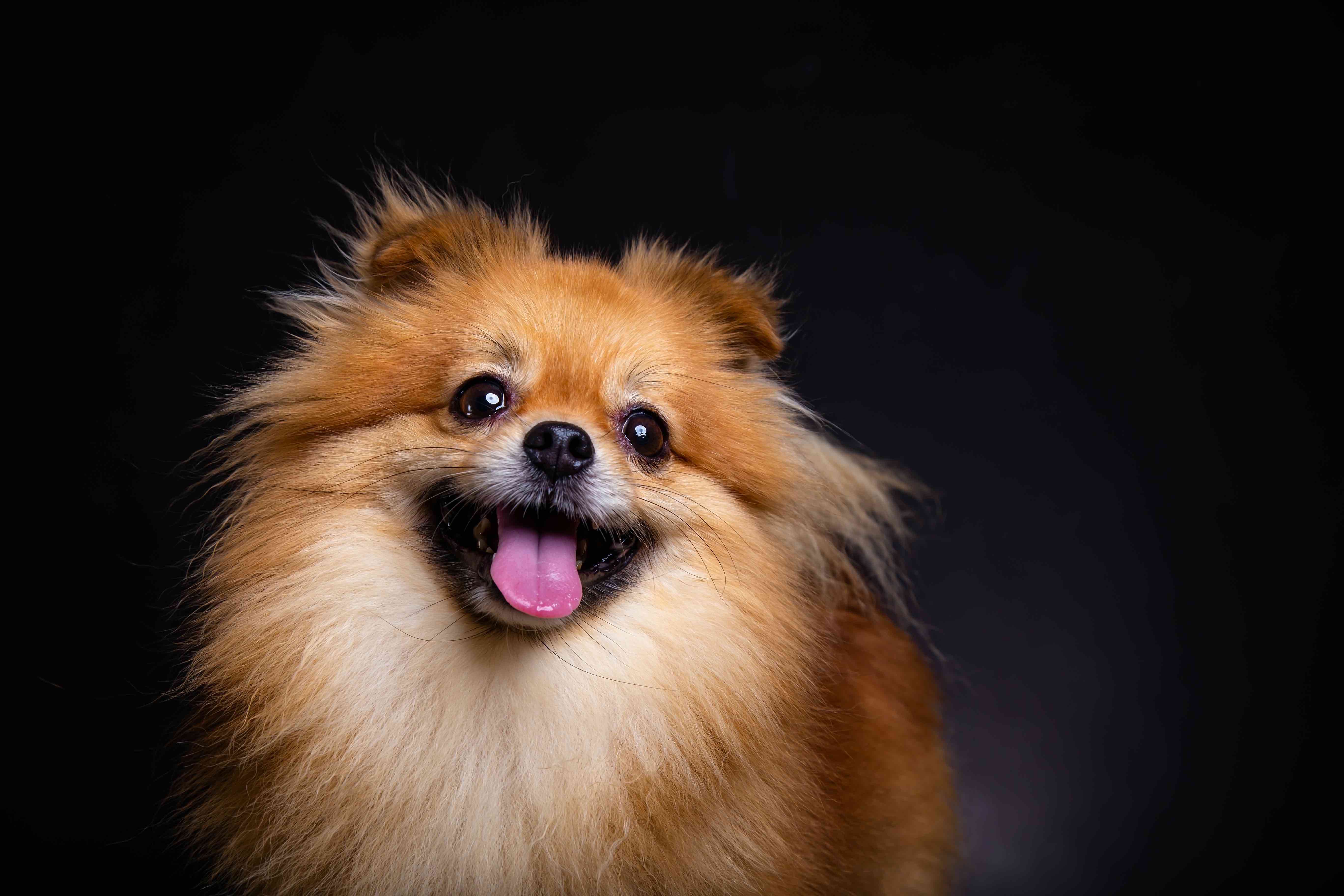 40 Pomeranian Dog Facts That Are Too Adorable 