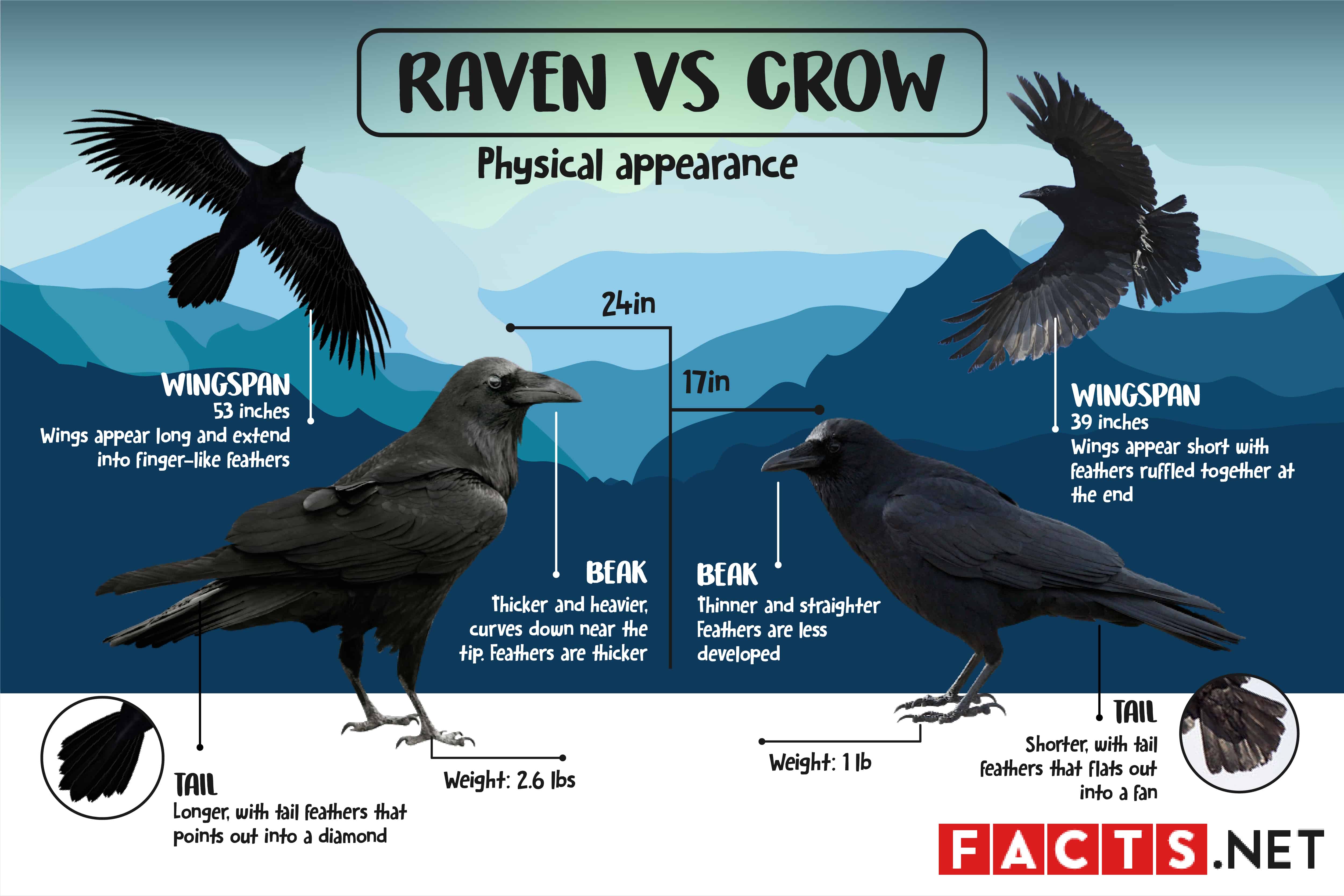 Raven vs Crow, Physical appearance