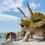Triceratops horridus group, triceratops facts