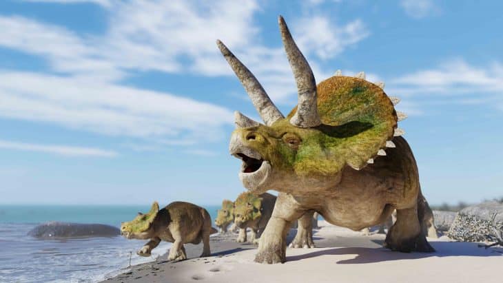 Triceratops horridus group, triceratops facts