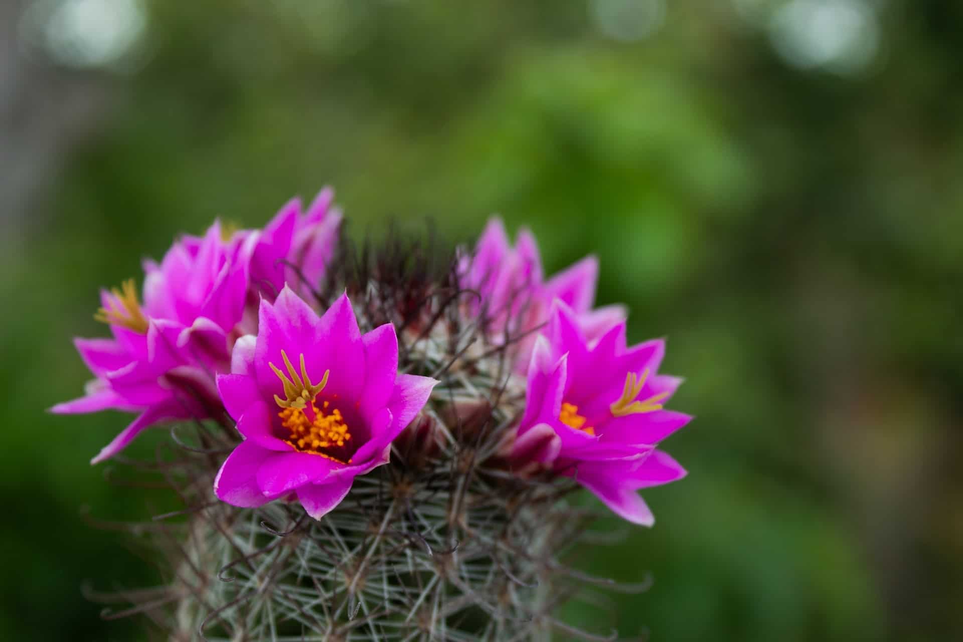 cactus, flower
