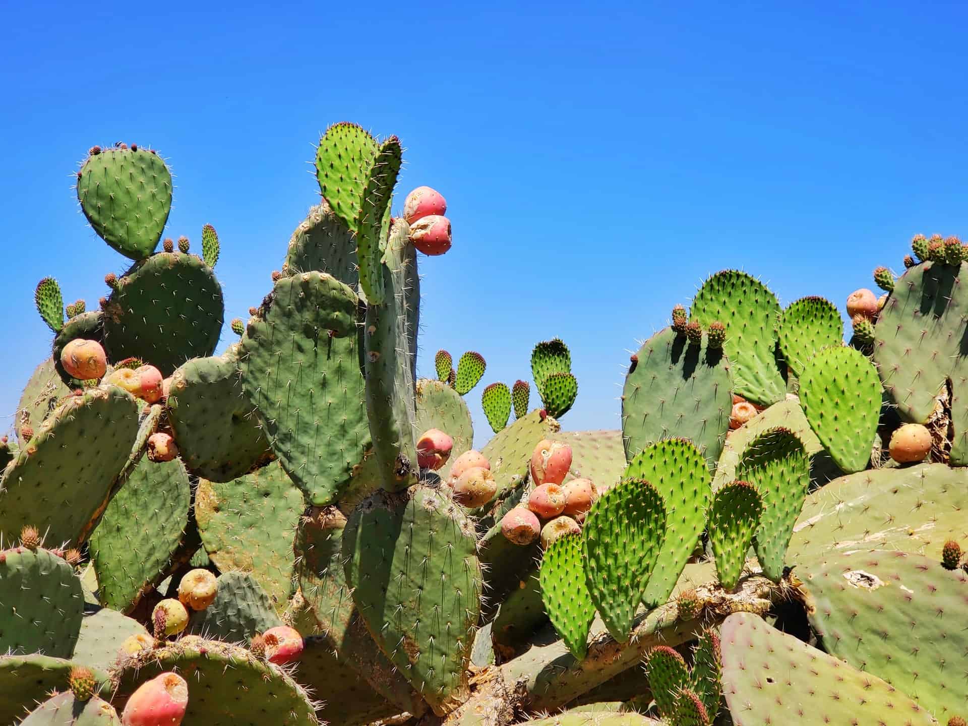 opuntia, prickly pear