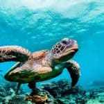 sea turtle, sea turtle facts