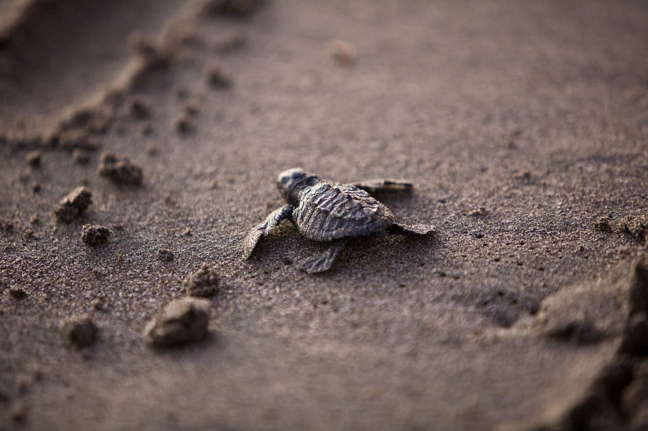 sea turtle, hatchling