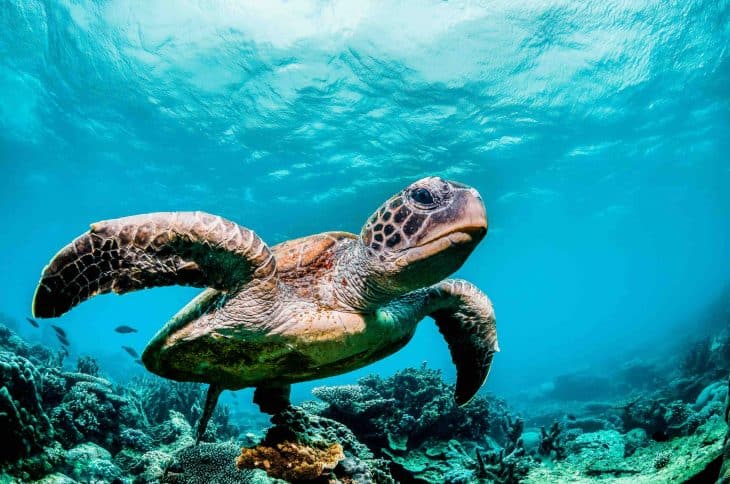 sea turtle, sea turtle facts