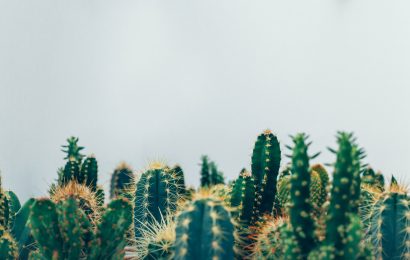 Cactus Facts 40 Fun Facts About This Prickly Succulent 