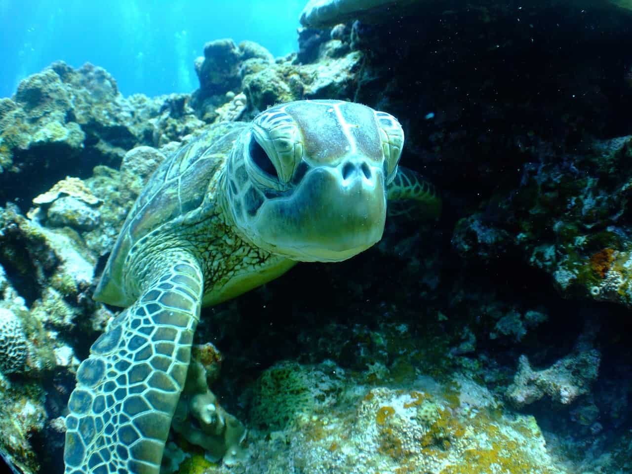 sea turtle facts