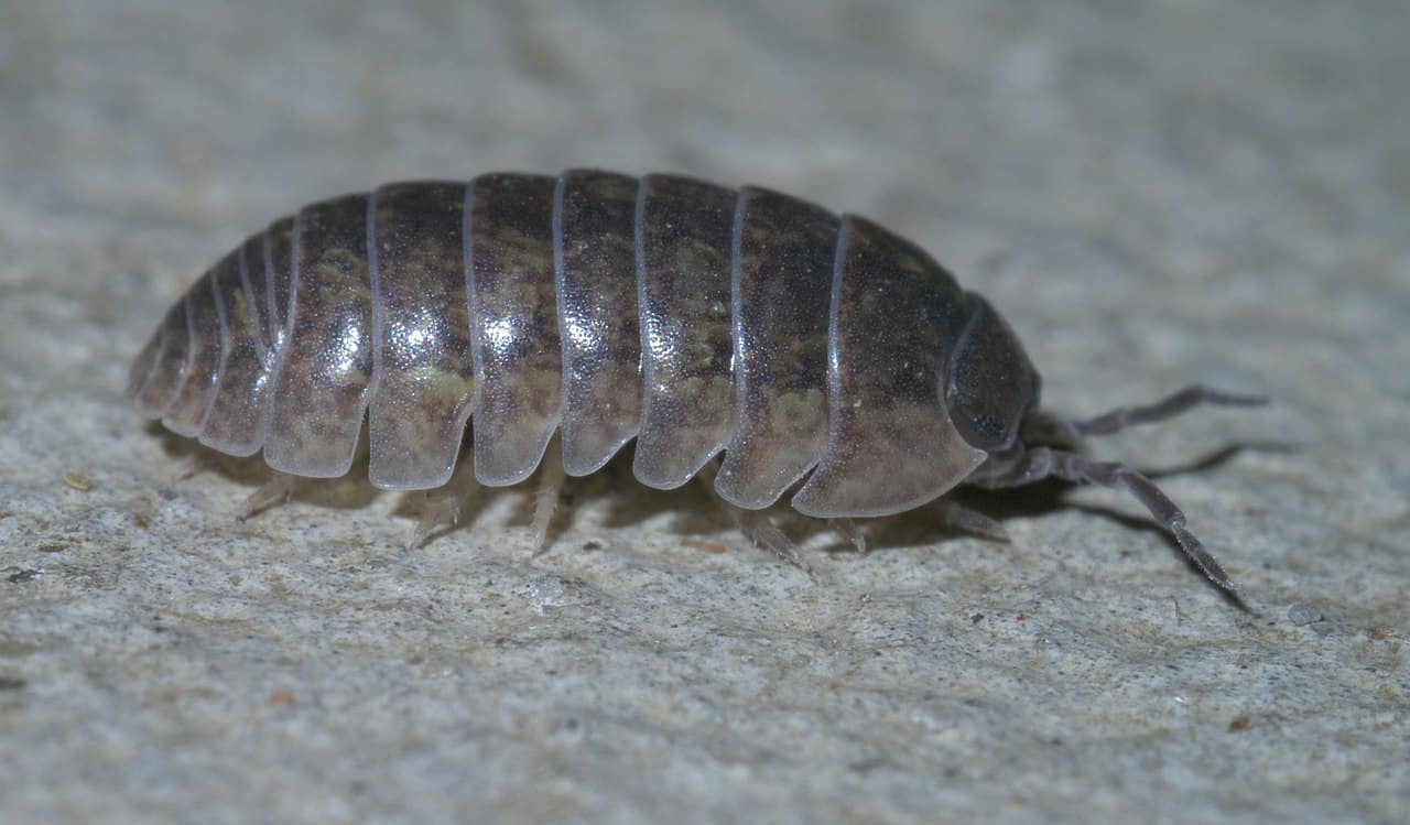 30 Pill Bug Facts About This Common Woodlouse - Facts.net