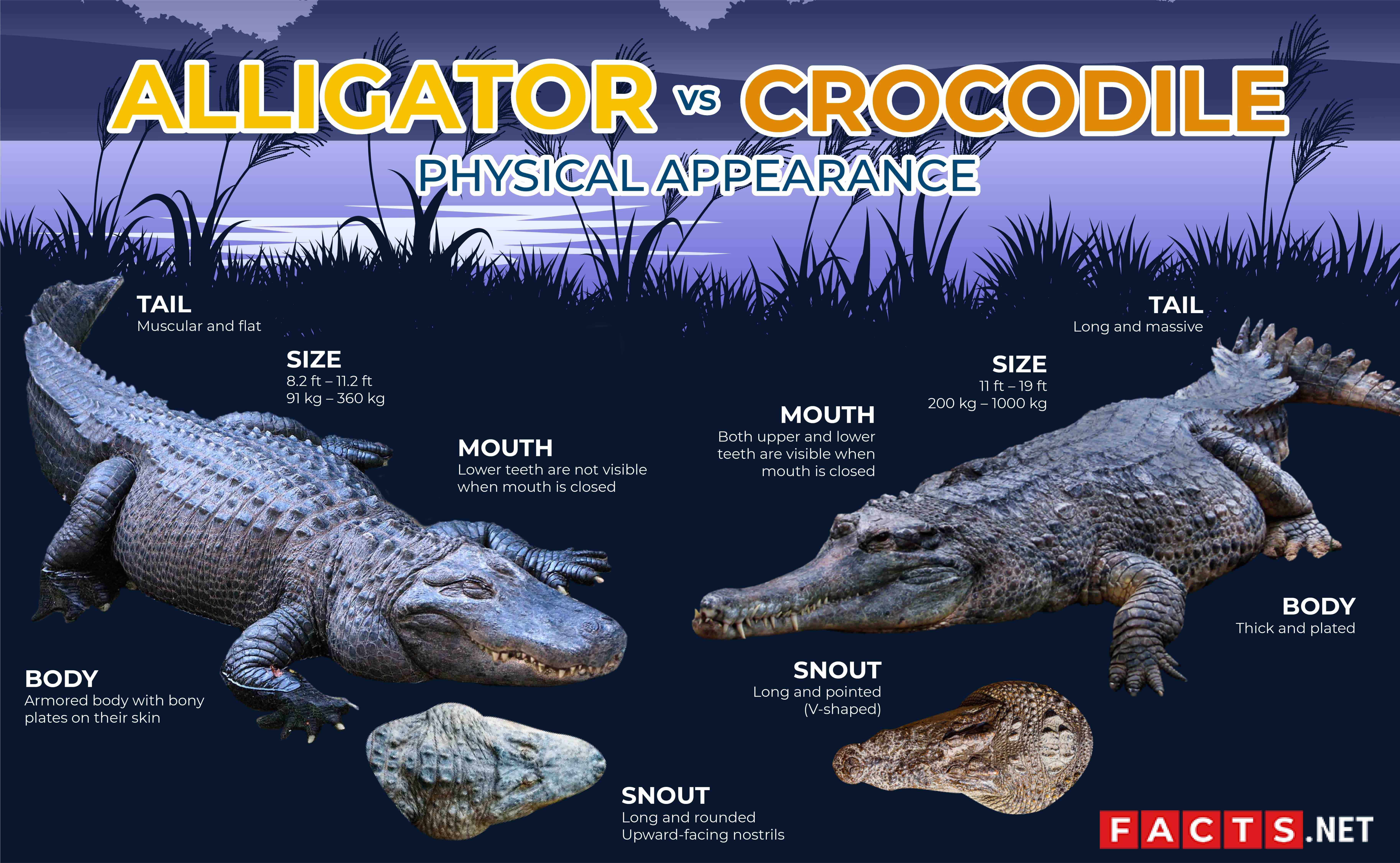 What Is The Difference Between An Alligator and A Crocodile?
