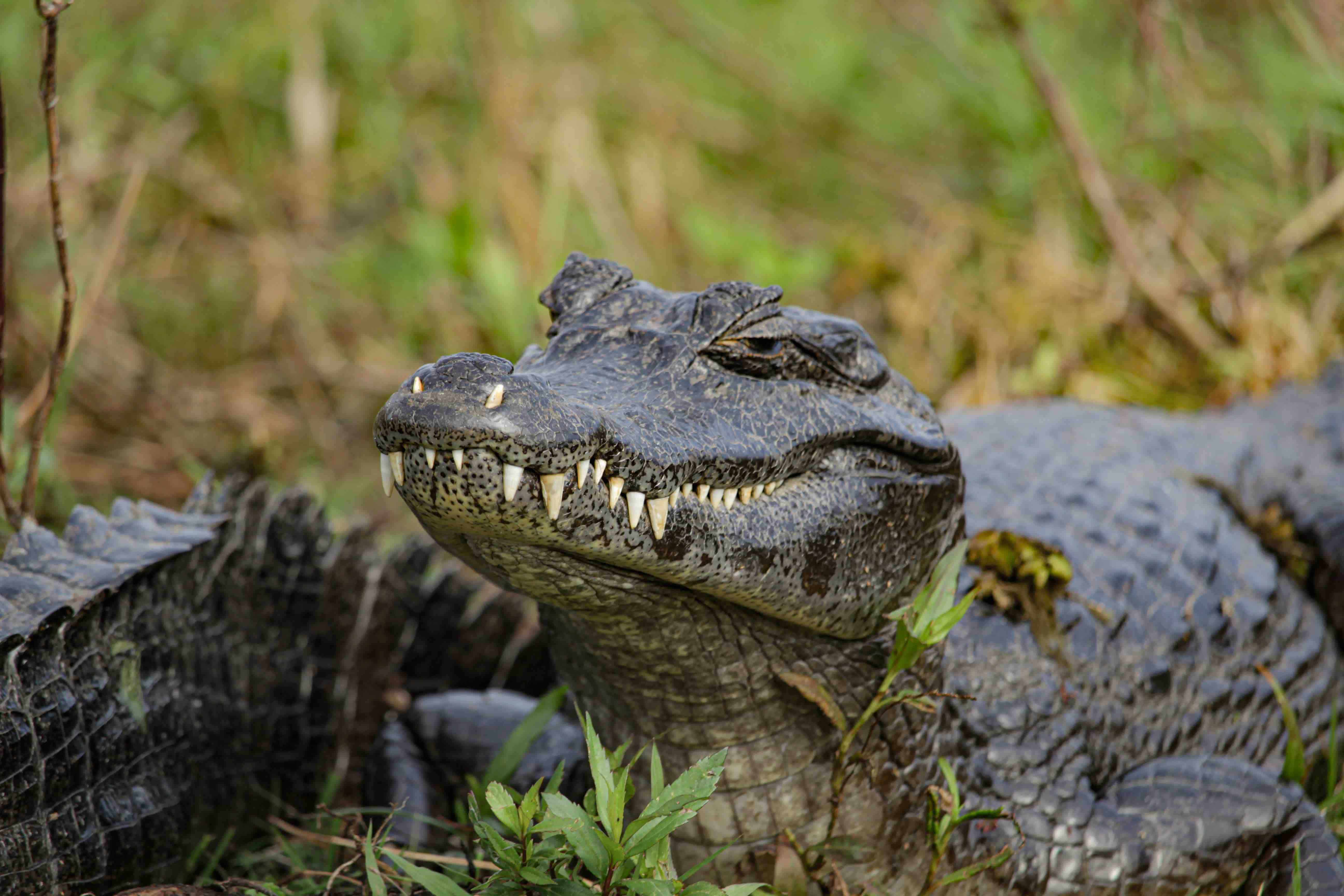 Alligator with closed mouth, alligator vs crocodile
