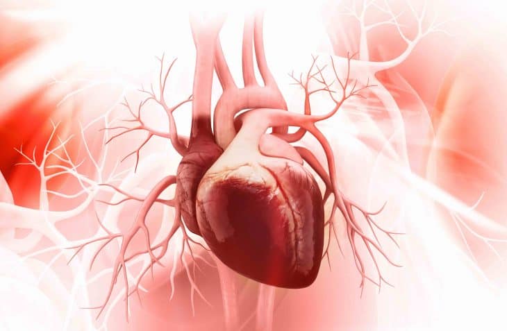 Anatomy of Human Heart, Heart facts