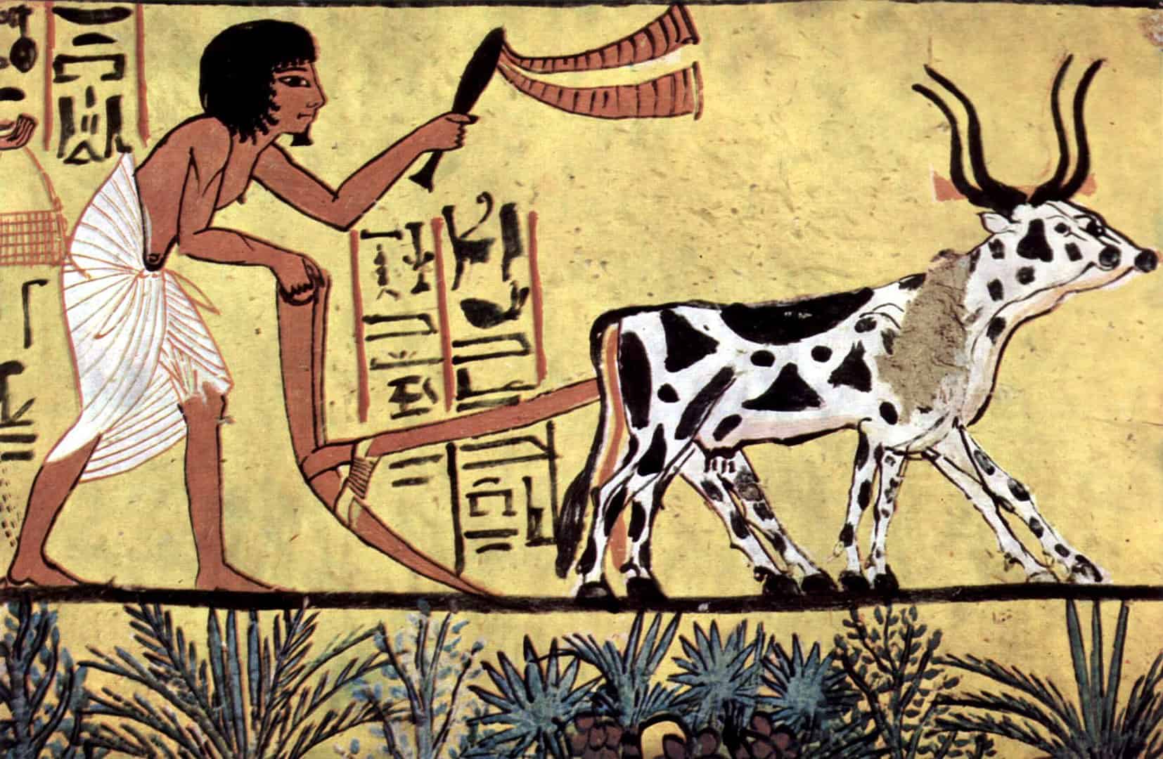 Ancient Egypt Facts, Ancient Egyptian Farmer