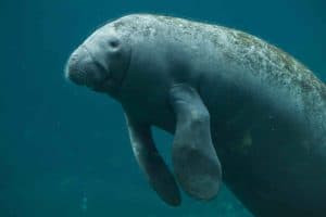 40 Manatee Facts Too Adorable To Miss 