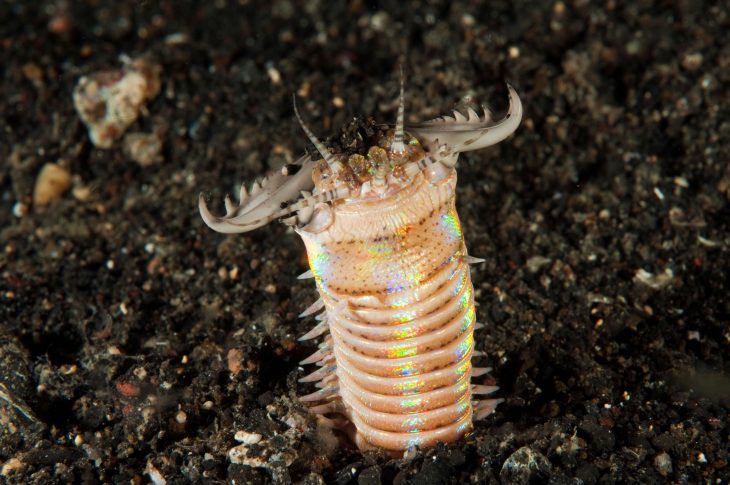 Bobbit worm