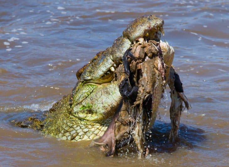 Alligator VS Crocodile What's The Difference?