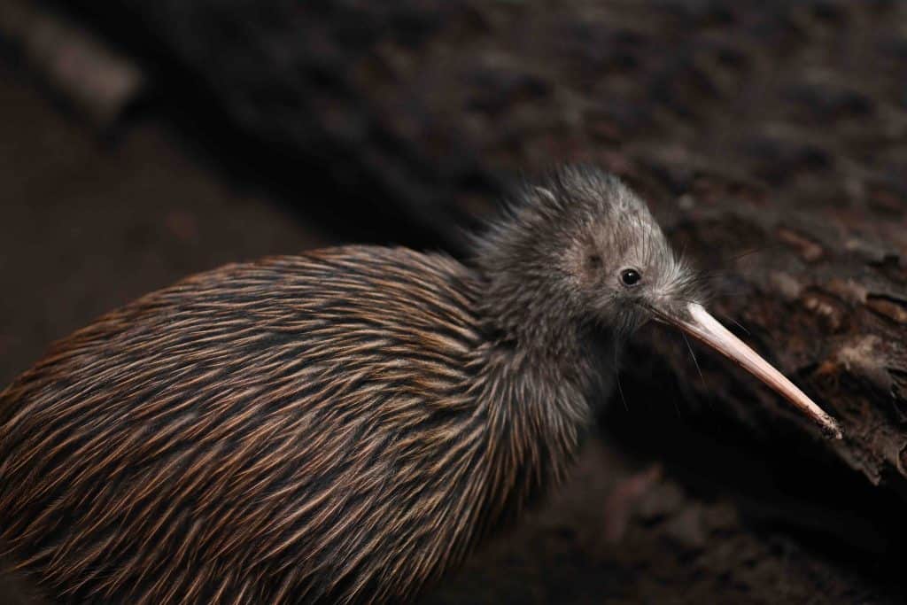 40 Kiwi Bird Facts: New Zealand's Most Iconic Animal | Facts.net