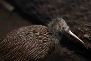 40 Kiwi Bird Facts New Zealands Most Iconic Animal 