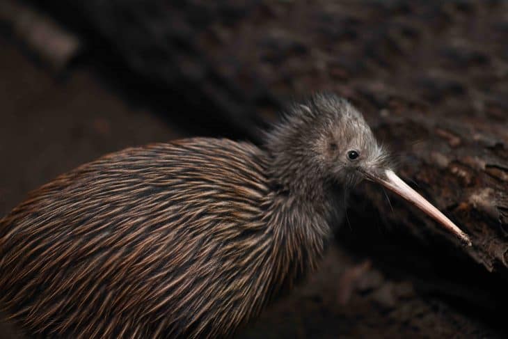 kiwi bird facts