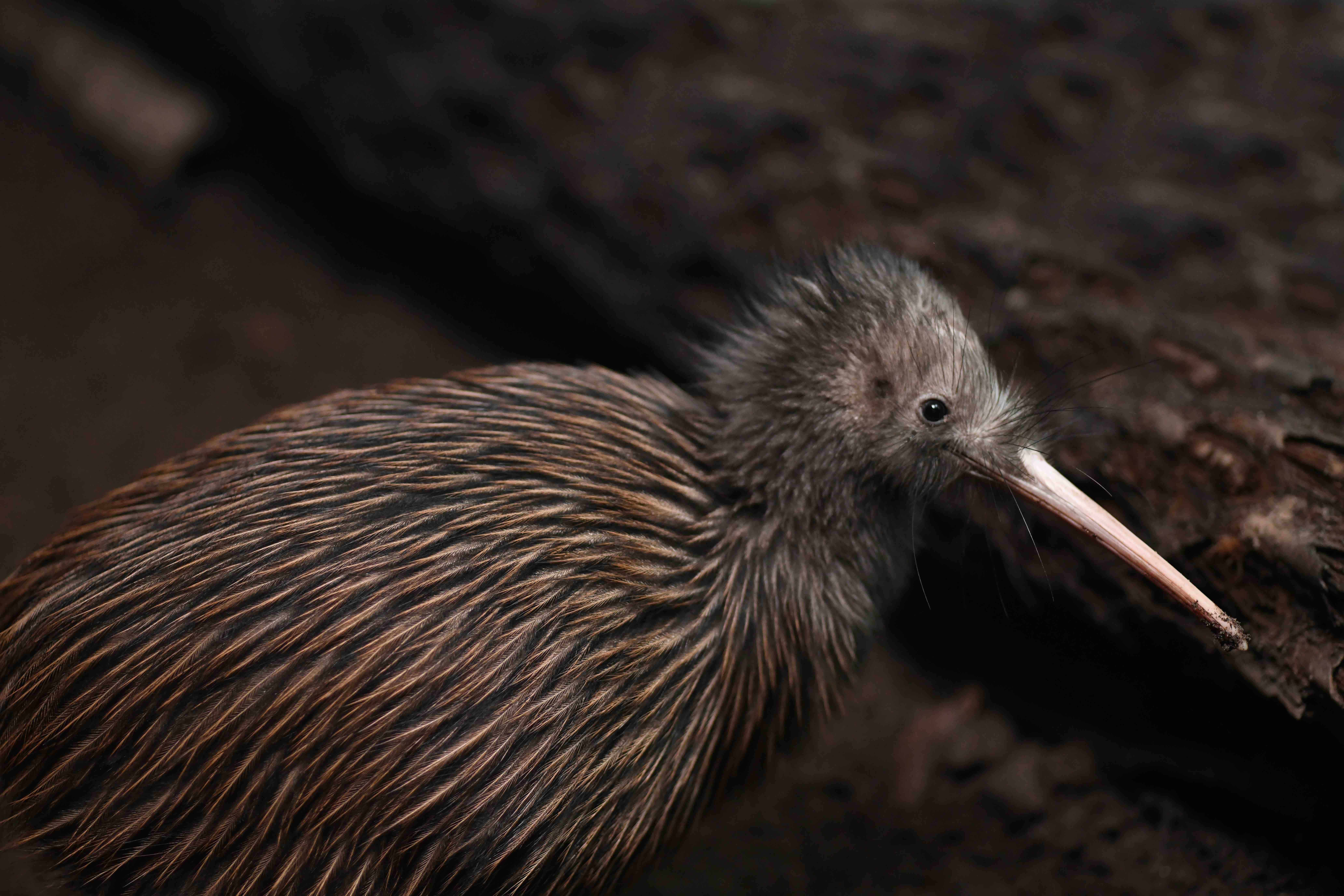 40 Kiwi Bird Facts: New Zealand's Most Iconic Animal 