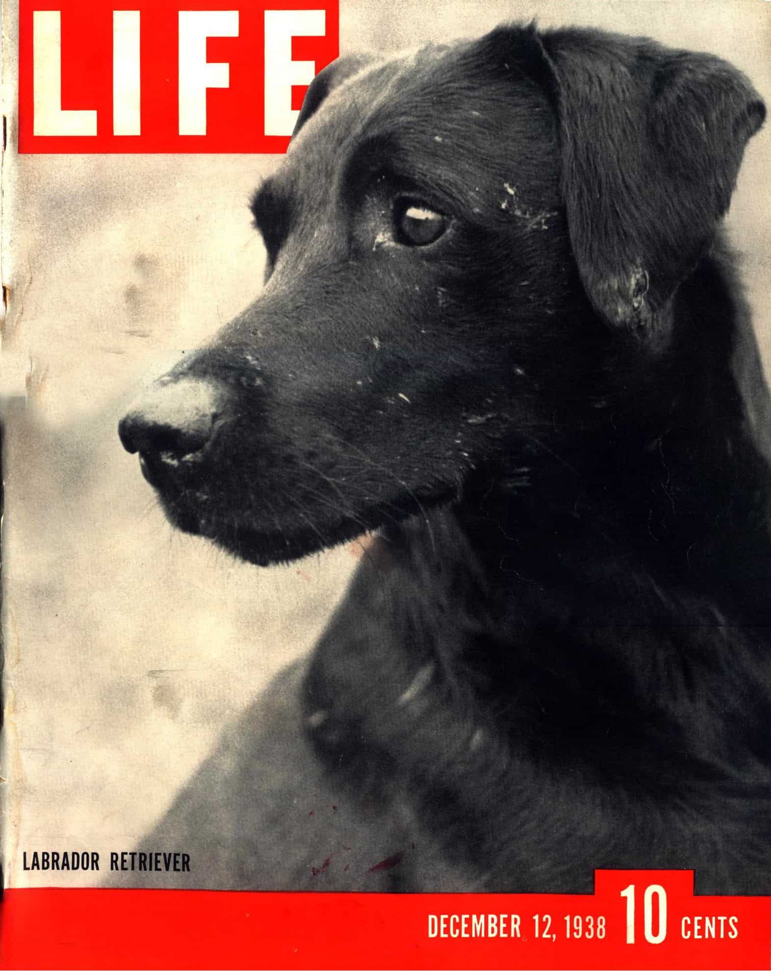 Labrador retriever on Life magazine