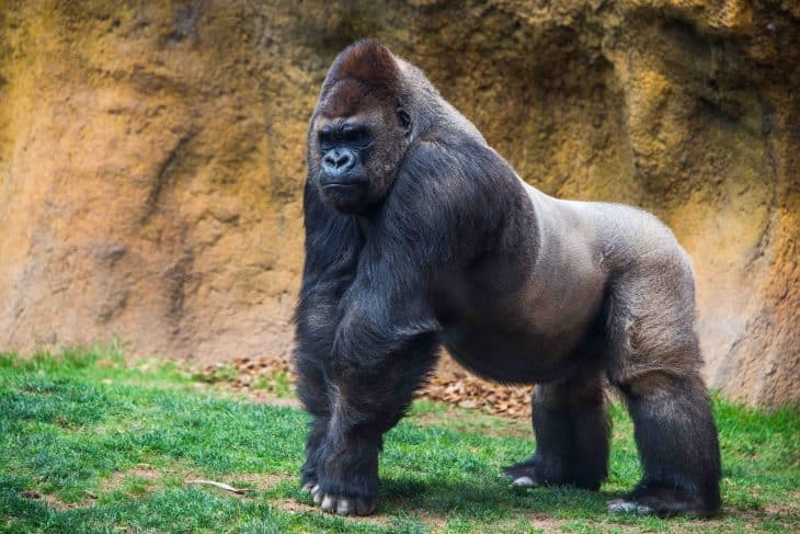 Male gorilla, gorilla facts