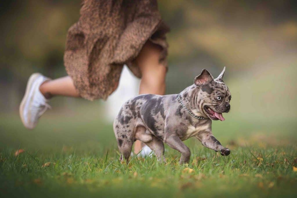 Merle French Bulldogs