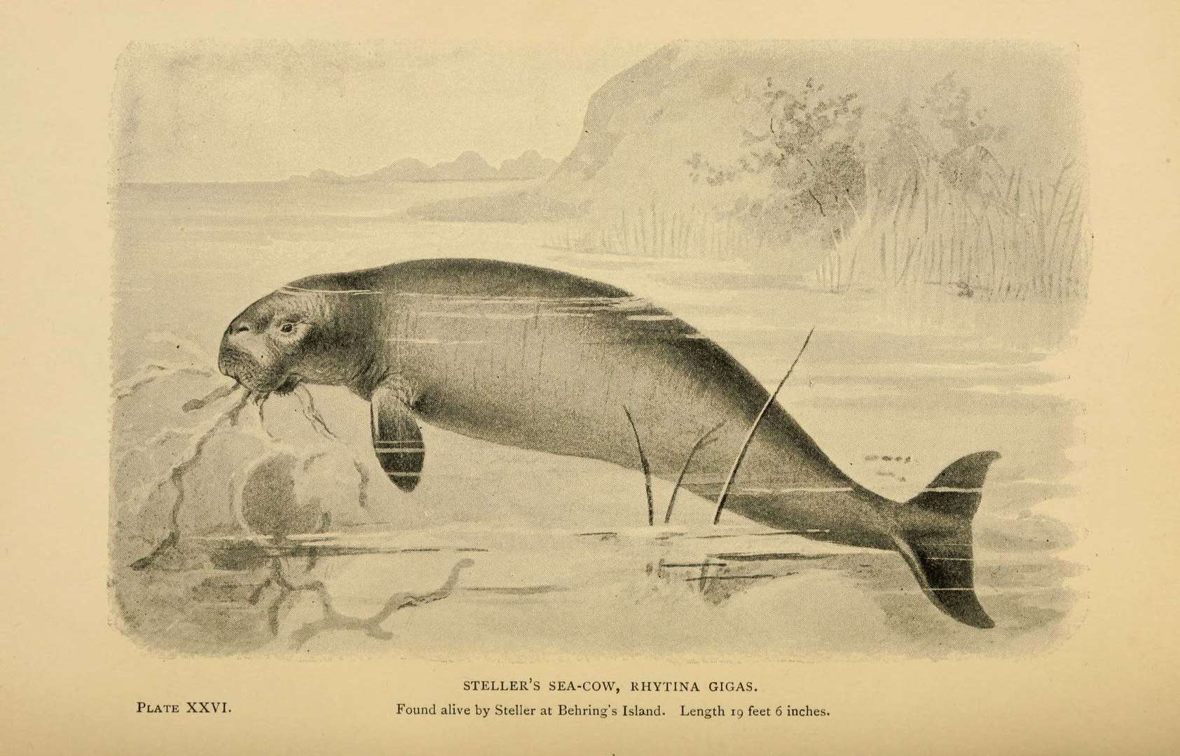 Steller's Sea Cow