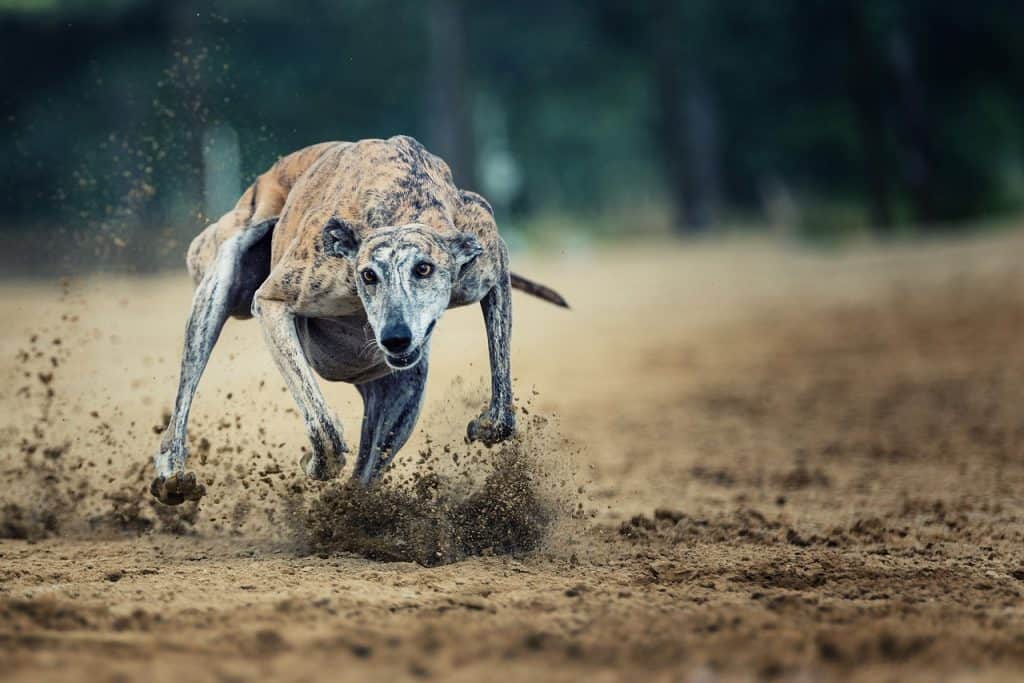 fastest animal in the world in english