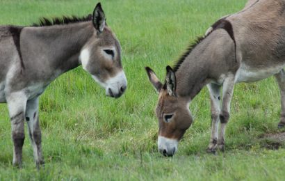 50 Donkey Facts That Will Make You Love This Little Ass 