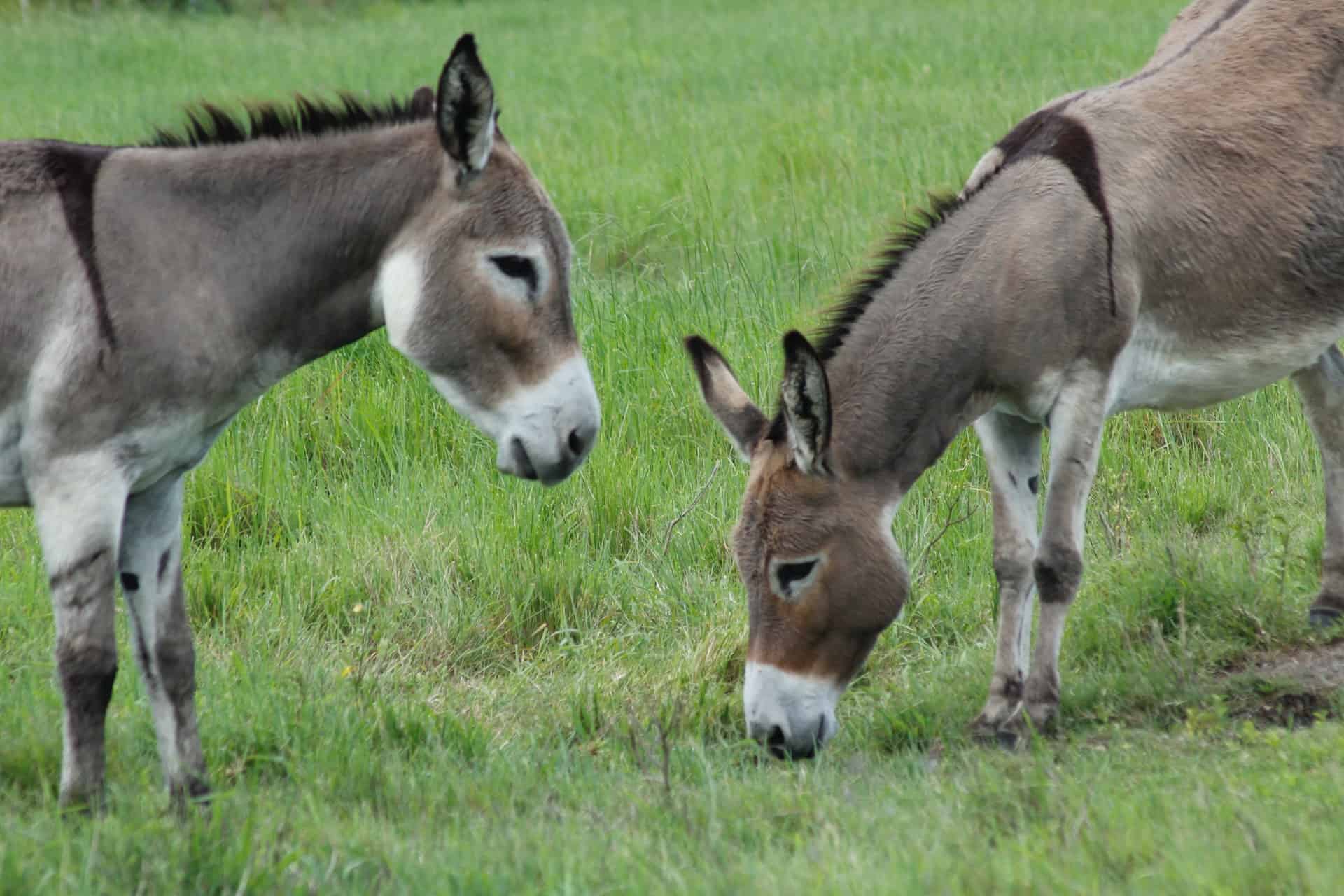 1920px x 1280px - 50 Donkey Facts That Will Make You Love This Little Ass - Facts.net