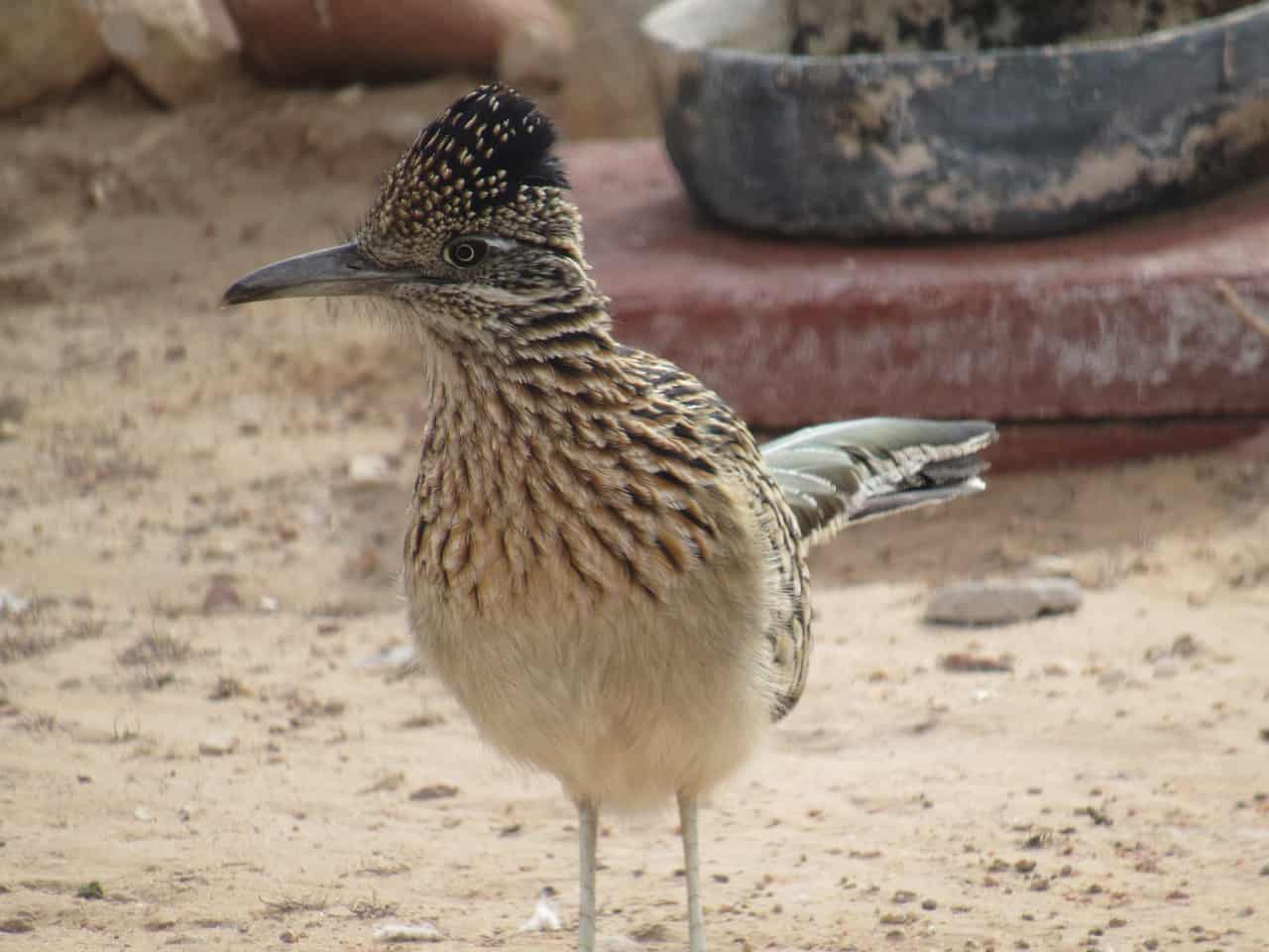 30 Roadrunner Bird Facts About These Fast Running Cuckoos 