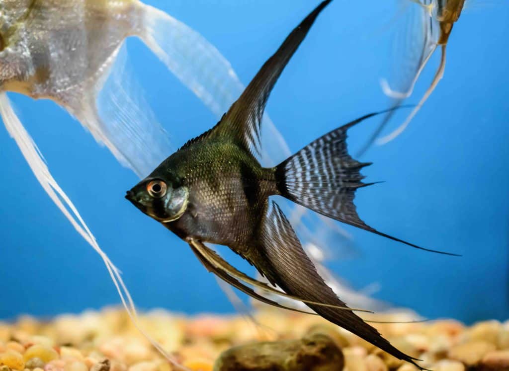 Most expensive hot sale freshwater angelfish