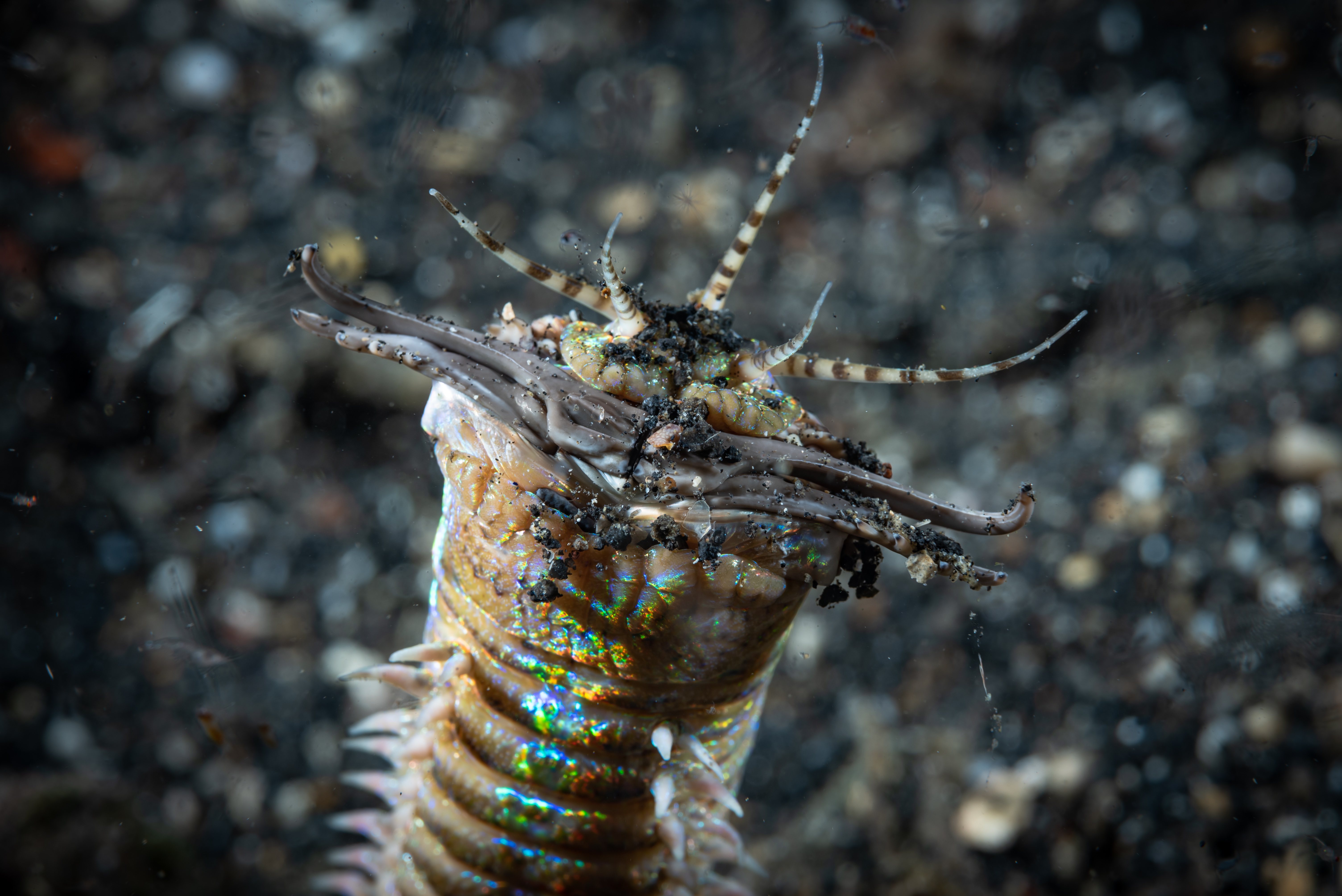 Giant Sea Worm Terrorizes Aquarium