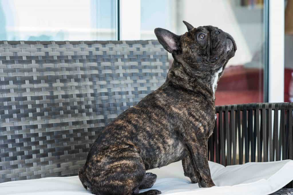 French Bulldog Brindle
