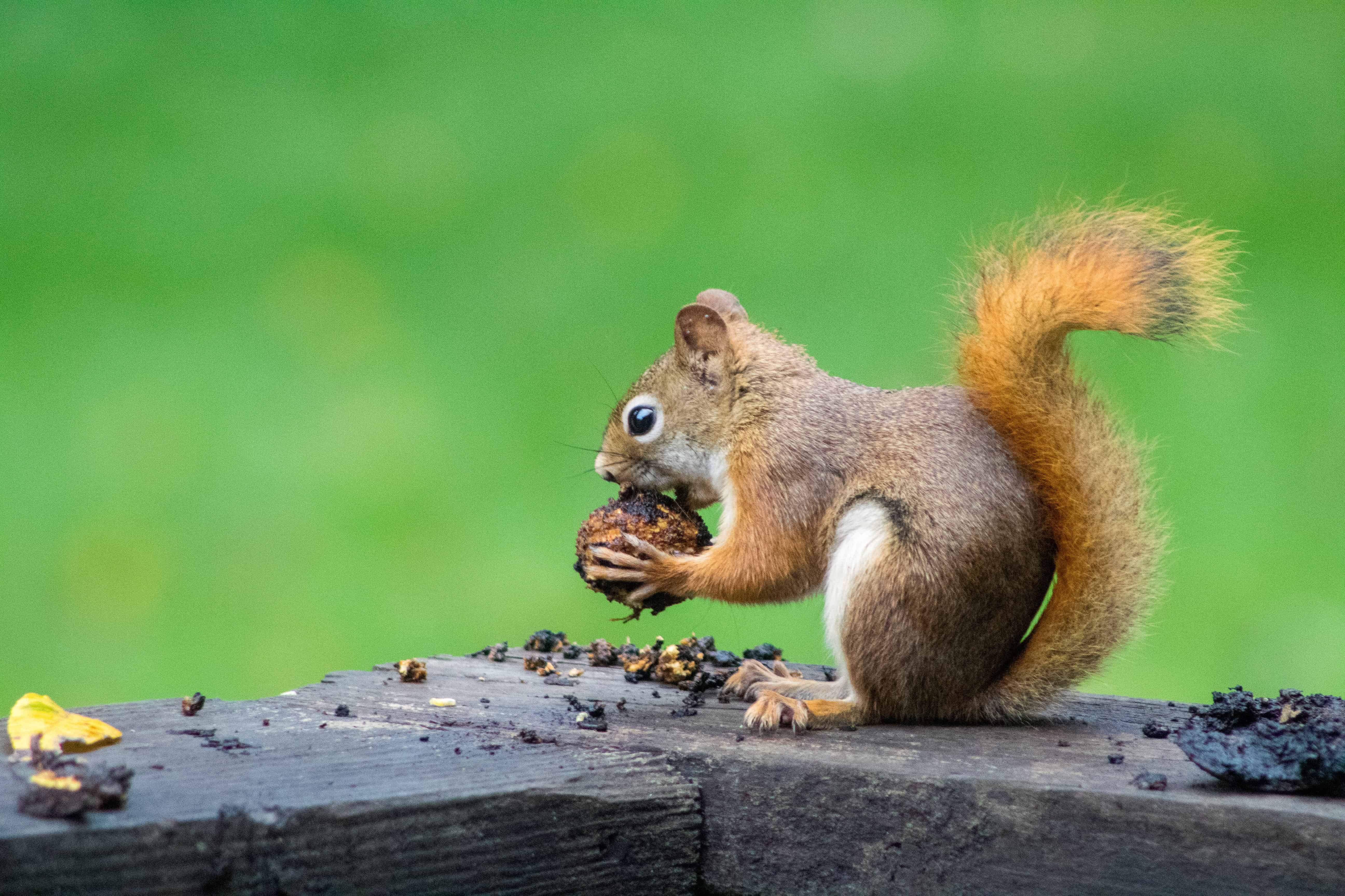 You're a special kinda nuts, aren't you?  Cute animals, Squirrel funny,  Funny animal pictures