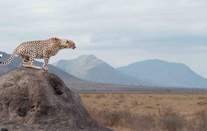 Fastest Animal in the World A Race of 30 Animals 