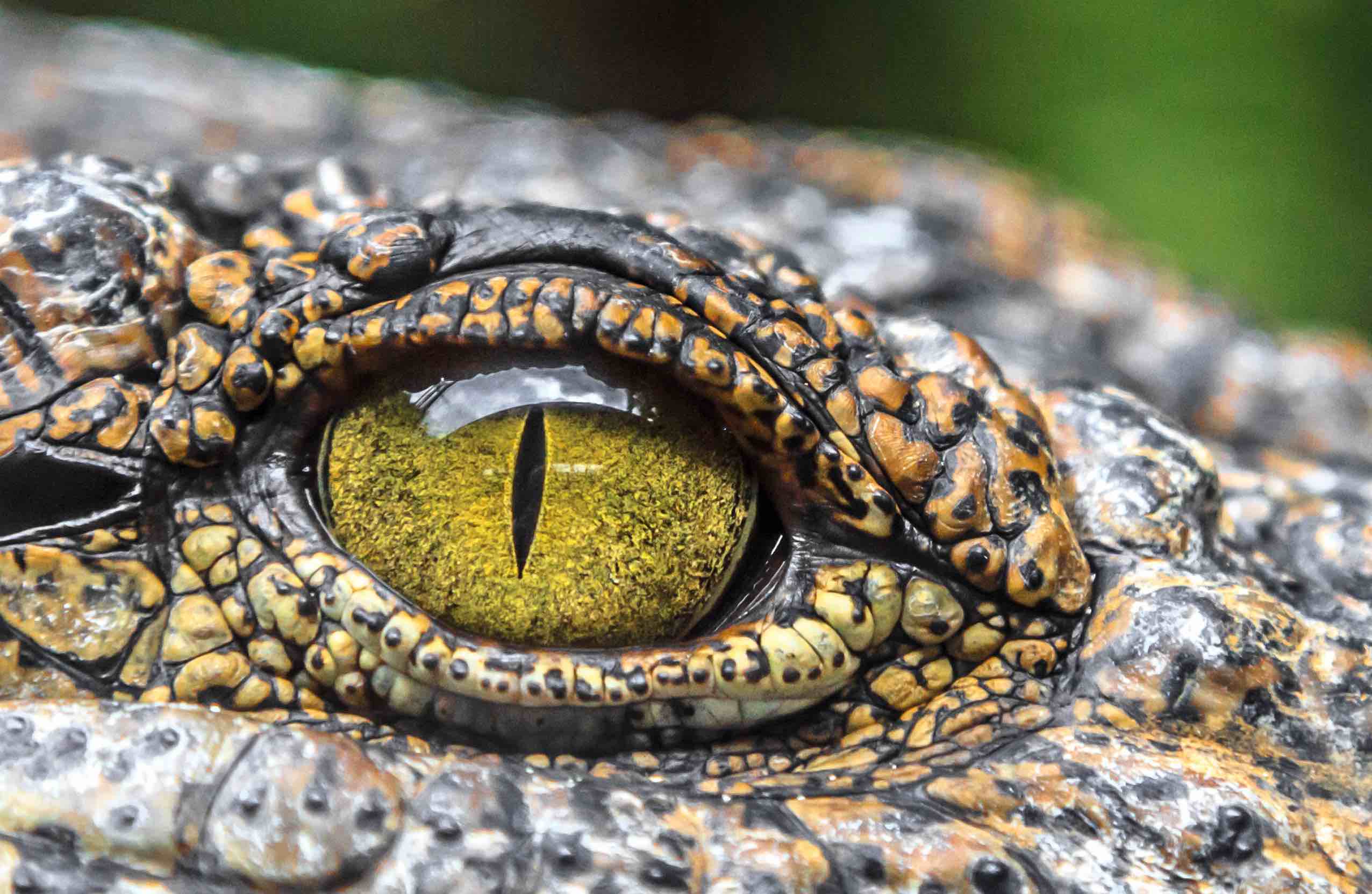Crocodile eyes