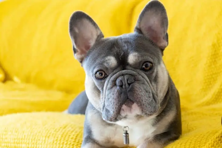 What makes a french hot sale bulldog